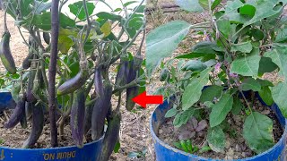 টবে বেগুন চাষ পদ্ধতি  ॥ বেগুন গাছের পরিচর্যা  ॥ Growing Eggplant in Pots