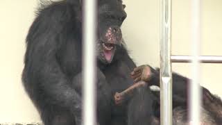 🎶小柄で高齢で最高の父、ゆみのすけさん。The body is small and elderly, but the best father, Yuminosuke チンパンジー Chimpanzee