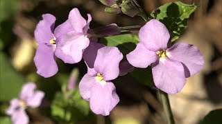 春を彩る菜の花の一種「ムラサキハナナ」が見頃　香川・坂出市