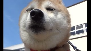 素通りする犬　　　 柴犬もこちゃん動画 shiba inu Japanese dog. puppy