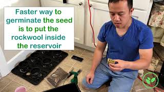 DWC Hydroponic System   How To Seed using Rockwool