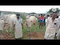 cattle market mudgal oxen market bulls ಎತ್ತುಗಳ ಸಂತೆ ಮುದುಗಲ್