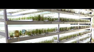 || ಬೇರು ಬೇಕೆಂದಿಲ್ಲ, ಕಾಂಡ ಇದ್ದರೆ ಸಾಕು || PLANT TISSUE CULTURE ||  “ಸಸ್ಯ ಅಂಗಾಂಶ ಕೃಷಿ” || ಕೃಷಿ ಖುಷಿ  ||