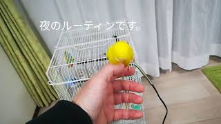 発情か!?おしりフリフリ　インコ