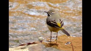 392. Konipas horský, Motacilla cinerea, Grey Wagtail, Gebirgsstelze