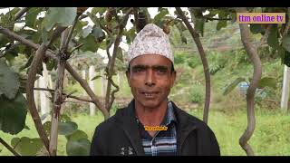 तेह्रथुमको म्याङलुङ १ निवासी कृषक टंक खत्रीले व्यवसायिक किवी खेती शुरु गर्नुभएको  छ । myanglung Terh