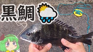 【名港西４区貯木場】緑みょん妖夢　飛島埠頭　雨の中のフカセ釣り【ゆっくり実況、ゆっくり料理】＃22