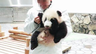 タオル姫！？ タオルと格闘して遊ぶ🎵 飼育員さんが迎えにきたよ🐼 可愛い赤ちゃんパンダ🐼  #彩浜 #アドベンチャーワールド