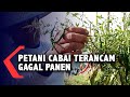 Harga Cabai Naik, Namun Petani Justru Terancam Gagal Panen