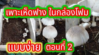 เพาะเห็ดฟางในกล่องโฟม แบบง่าย ตอนที่2 มือใหม่หัดเพาะ