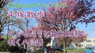 【平塚散歩】平塚市「さくら通り」と平塚市総合公園 桜の広場で満開の八重桜と平塚市保全樹木(令和5年4月9日)