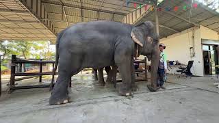 การถ่ายทอดสดของ พลายบัวบาน [ELEPHANT THAILAND]