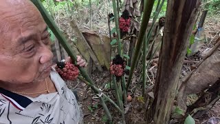 Ayam Peliharaan Bujang Sigat Macam Ayam Import Selepas Tiada Kutu Lagi…//