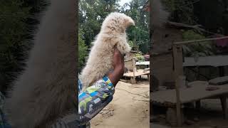 Naga Dog #asamese #video #7002356152