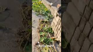 Bottle gourd plant ☘️#youtubeshorts #terracegarden 🥰😍🌼🏵️🍀🌿🪷🌻😘☘️🌺💐