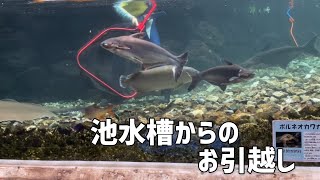 池水槽・中型魚のお引越し