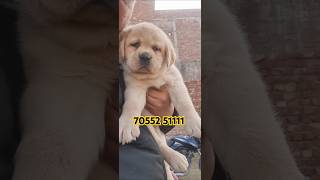 Top quality Labrador puppies available in MORADABAD at kimishhaka's pets 70552 51111 #dog #labrador