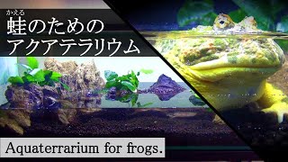 ベルジェットガエルのためにアクアテラリウムを一生懸命作りました。【飼育環境解説】