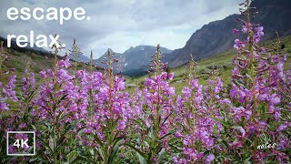 🌼Mountain Wildflowers & Bees 🐝 | Calming Nature Sounds for Relaxation, Study, & Sleep