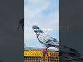 High quality ke kabootar pigeon lover Bird