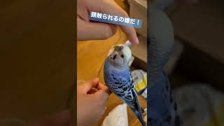 頭触られるの嫌だ！ #shorts #鳥 #インコ #セキセイインコ #bird #parakeet #budgi