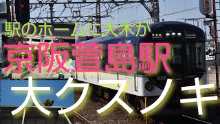 【駅のホームに大木が…。京阪萱島駅】駅のホームと屋根を突き抜ける大クスノキ…。京阪電車萱島(かやしま)駅と萱島神社。大阪府寝屋川市。