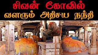 அதிசய சிவன் கோவில் | வளரும் அதிசய நந்தி | உமா மகேஸ்வரர் Yaganti Uma Maheswara Temple | Growing Nandi