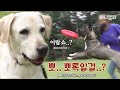 버려진 아픔이 있는 개에게 장난감을 주었더니.. 대박사건🙊ㅣShocking Thing That Happened As We Gave An Abandoned Dog A Toy