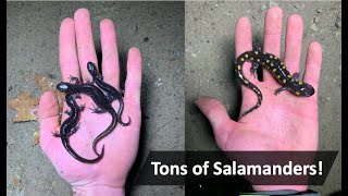 Salamander Hunting and Late Season Snakes!! - Herping Vermont