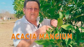 Acacia Mangium - Escola Agrícola, Granja-CE