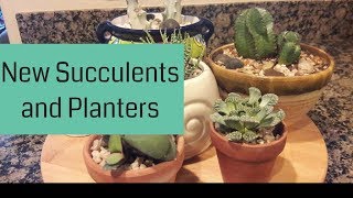 New Succulents and Planters (Succulent Haul)