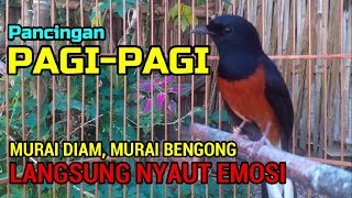 Pancingan PAGI-PAGI AGAR MURAI GACOR❗ murai diam pasti ikut NYAUT EMOSI❗❗