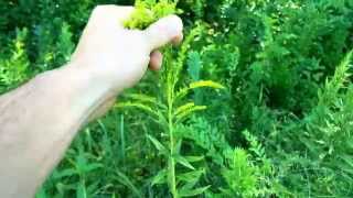 Medicinal and edible plant - goldenrod