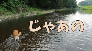 #79【遊び】8月最初の川遊び！気まぐれ柴犬ちゃんがとった行動・・・【柴犬】First river play in August. Capricious ShibaInu-chan's actions