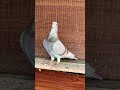 racer pigeon