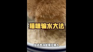 8个“骗”猫喝水小技巧，一定要收下 #养猫新手 #猫喝水 #猫咪骗水