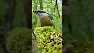 Eurasian nuthatch #bird #birds #birding #wildlife #birdcam #sitta #birdfeeder #birdshorts #fyp