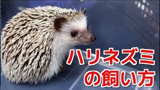 ハリネズミの飼い方