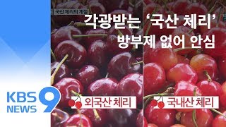 방부제 없고 맛 좋은 ‘국산 체리’…수입산 대체할까? / KBS뉴스(News)