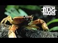 Army Ants vs  Rainforest Land Crab | MONSTER BUG WARS