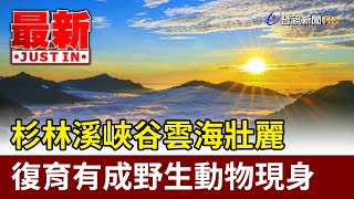 杉林溪峽谷雲海壯麗 復育有成野生動物現身【最新快訊】