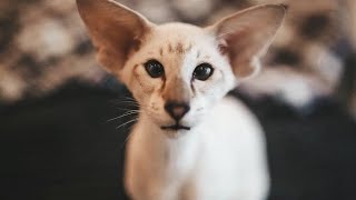 Lovely Oriental Shorthair Cat Tyson