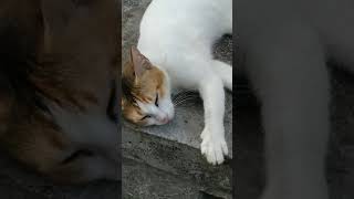 നീ എന്താ ഇവിടെ കിടക്കുന്നത് #cat short video #cat funny vide😄😄😄