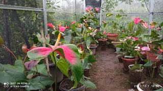 review anthurium bunga Presiden dan bunga besar