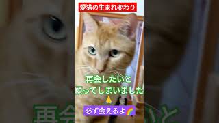 【愛猫の生まれ変わり】生まれ変わりを信じてるよ🌈