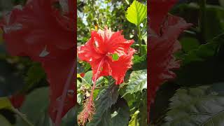 Hibiscus flowers 🌺#trendingshorts #creator #explorepage #trending #viralshort #viralshort  #flowers