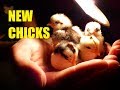 Eerste KUIKENS van het jaar/FIRST CHICKS of the year 2018