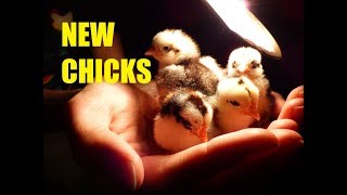 Eerste KUIKENS van het jaar/FIRST CHICKS of the year 2018