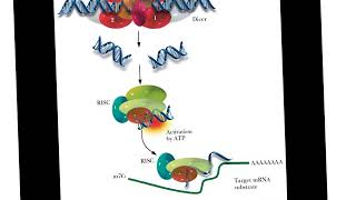 BC1 F17 ch8 pt5, Nucleic Acids