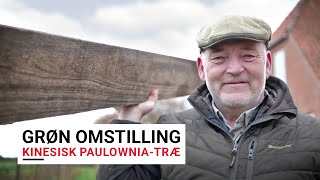 Grøn Omstilling - Kinesisk Paulownia - træ